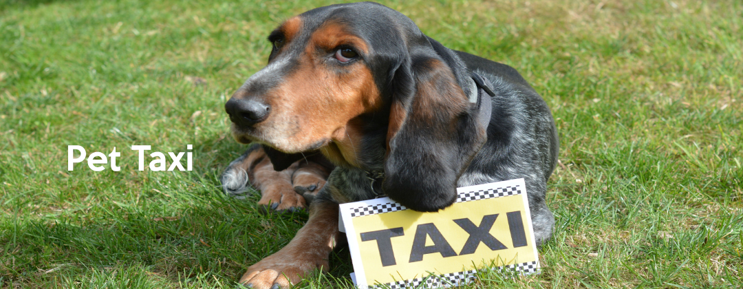 pet-taxi-the-dog-walker